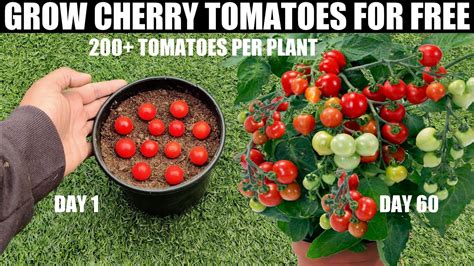 How To Grow Tomatoes Cherry Tomatoes Youtube