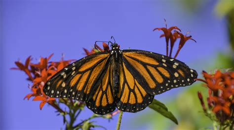 Monarch Butterflies Are Under Threat—here Are 6 Ways To Help
