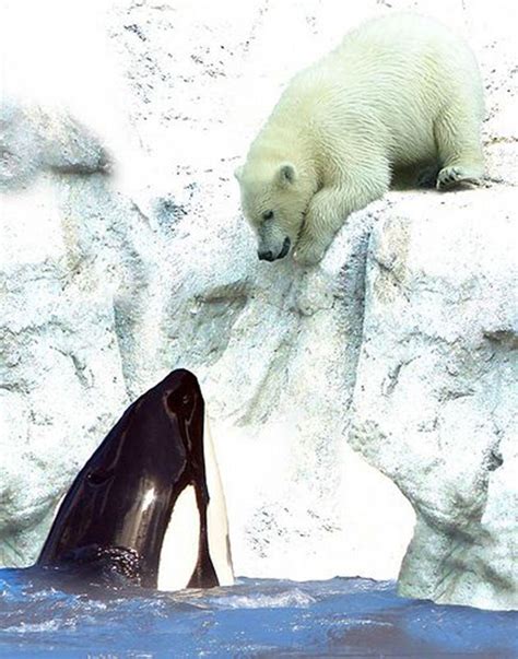 ♡♥polar Bear With An Orca Killer Whale Click On Pic To See A Full