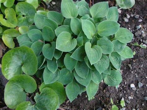 Photo Of The Entire Plant Of Hosta Baby Bunting Posted By Paul2032