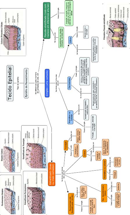 Mapa Conceitual Tecido Epitelial Revestimento Tipos Biologia Tecidual
