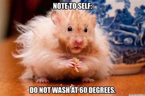 Hamster Memes