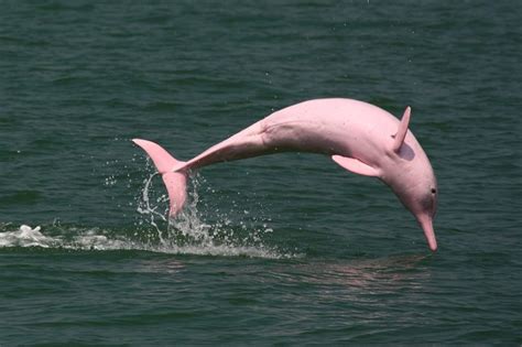 An extremely rare pink dolphin has given birth to a pink calf. Pink Amazon River Dolphin Facts, Habitat, Diet, Life Cycle ...