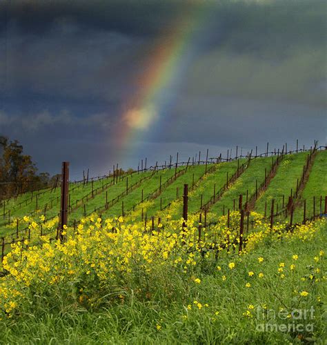 Rainbow Over A Vineyard Petaluma Gap California Photograph By Wernher