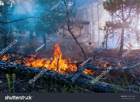 Forest Fire Fallen Tree Burned Ground Stock Photo 524812486 Shutterstock