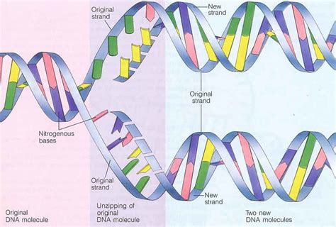 Dna polymerase adds complementary bases in the 5' to 3' direction. What Is The Shape Of A Dna Molecule Quizlet - DNA Informasi