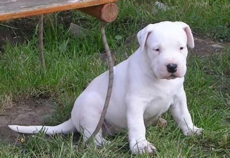 1 male and 2 female dogo argentino puppies remaining for sale, dam on site, 1 year health guarantee (genetic defects), return to breeder clause,. Dogo Argentino Puppies For Sale. in Edmonton