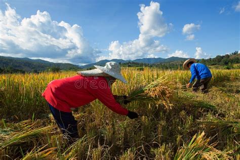 Farmers Harvest Their Crops Sharply During The Harvest Season In