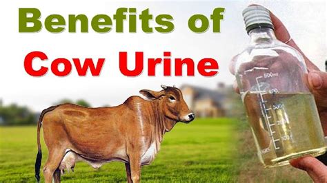 Cow Urine Purity 100 Form Liquid At Rs 80 Litre In Asansol