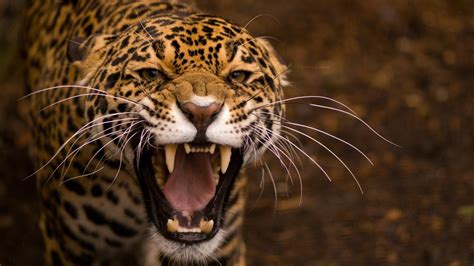 Wallpaper Id 1744491 Endangered Species Large Big Cat Mouth