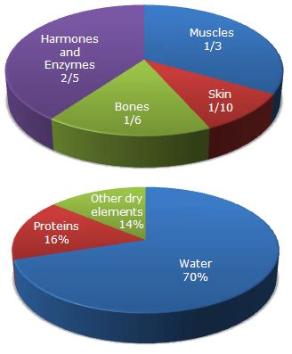 Obesity decreases the percentage of water in the body. Pie Charts Pie Chart 11 - Data Interpretation Questions ...