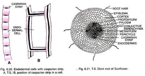 In Dicot Roots Cells Of Which Of The Following Region Show Casparian