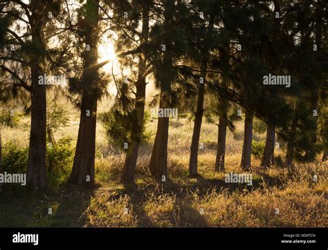 Sunlight Through Pine Forest Hi Res Stock Photography And Images Alamy