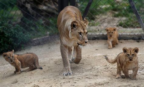 3 Rare Barbary Lion Cubs Born In Czech Zoo Park The Boston Globe