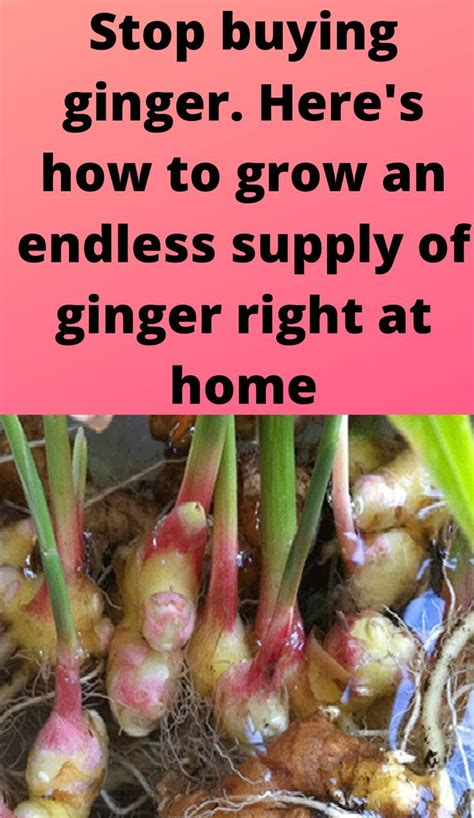 Stop Buying Ginger Here S How To Grow An Endless Supply Of Ginger Right At Home Growing