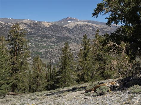 Elevation Of White Mountain Peak California Usa
