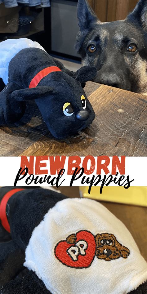 yipper, a gray and orange furred puppy, has just been placed in a kennel. yipper: Pound Puppies Newborns | DINE DREAM DISCOVER