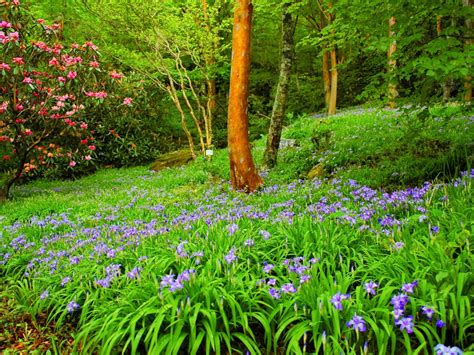 Beautiful Summer Hd Wallpaper Forest With Green Trees Bushes Flowers