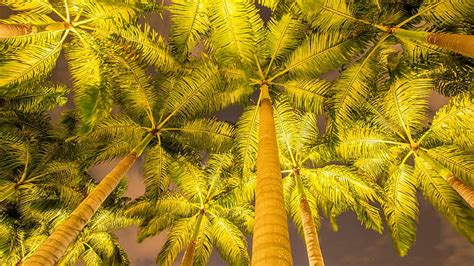 Worm Eye View Palm Tree Tree Arecales Night Treetops Treetop Low Angle Photography Hd