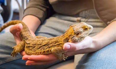 How Big Do Bearded Dragons Get Size Guide