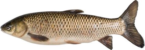 asian carp invasive species aquatic ecology and control britannica