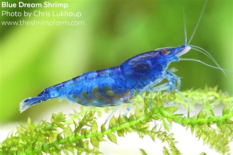 4 Perfect Freshwater Aquarium Shrimp For Beginners The Shrimp Farm