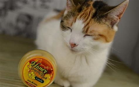 How much honey can cats eat? Can Cats Eat Honey? - Cats How