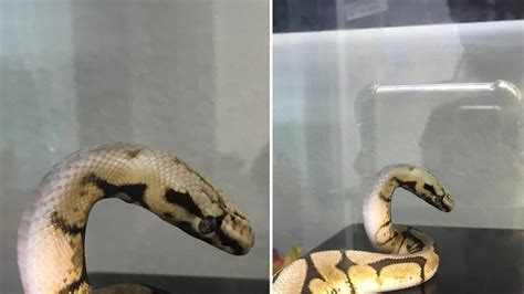 petition ban  sale  trade  spider ball python snakes changeorg
