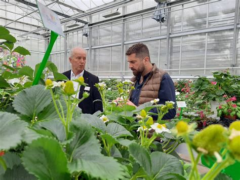 Abz Seeds Specialist In Strawberry Cultivation
