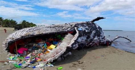 Dead Philippines Whale Had 40kg Of Plastic In Stomach Sea News