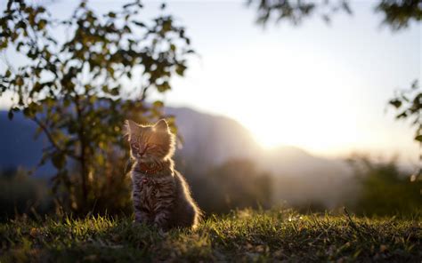 Kitten At Sunset Wallpapers And Images Wallpapers Pictures Photos