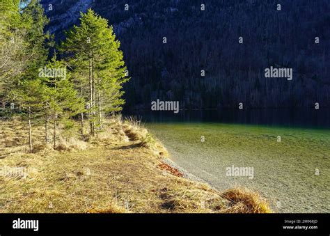 Bright Green Trees On The Lake Shore With Turquoise Water At Königssee