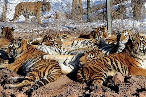 China Tiger Farms Put Big Cats In The Jaws Of Extinction The Straits