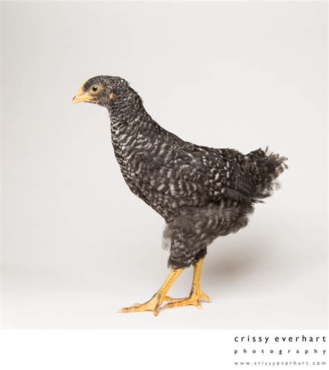 Barred rock chickens, also known as barred plymouth rock chickens, may be america's favorite breed. Pepper - Six Weeks Old - Plymouth Barred Rock Pullet ...