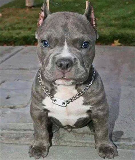 What this implies is that the breeders purposely breeding for the blue coat colors will need to. Blue Nose Pit Bull Puppies - Canine Owners