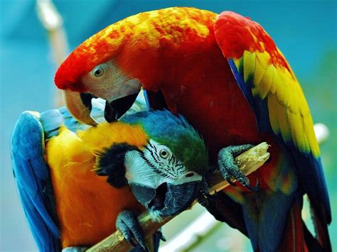 วอลเปเปอร์ 1600x1200 Px และ สีน้ำเงิน Costa Macaws นกแก้ว ริก้า
