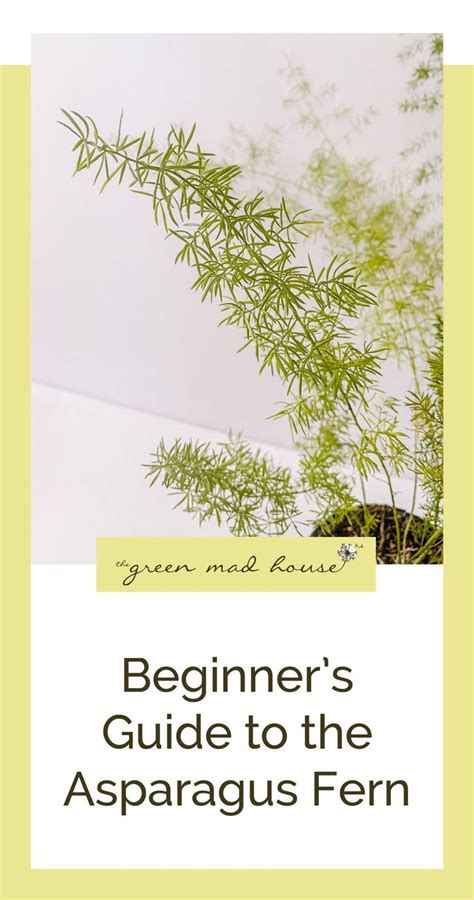Beginner's guide to the asparagus fern in 2021
