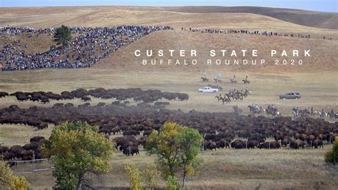 Custer State Park Buffalo Roundup 2020 Everything You Need To Know