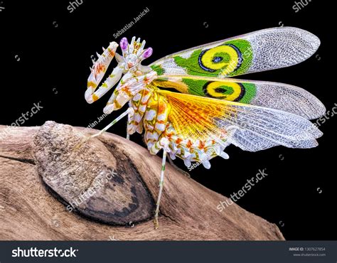 Flower Mantises Images Stock Photos Vectors Shutterstock
