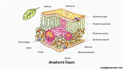 Struktur Morfologi Dan Anatomi Daun Tumbuhan Sexiz Pix