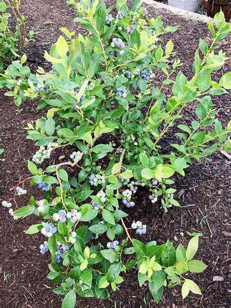How To Tell Blueberries Are Ripe And How To Harvest Dirt And Dough