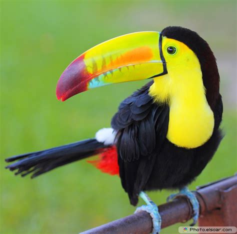 Toucans Colorful Bird In Pictures Elsoar