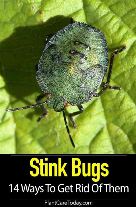 Have You Tried These 14 Ways To Get Rid Of Stink Bugs Stink Bugs