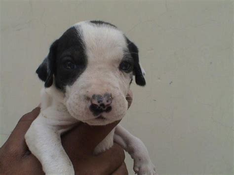 A bully kutta also know as pakistani mastiff is an aggressive large dog breed from india and pakistan. Bully Kutta Dog Info, Temperament, Training, Puppies, Pictures