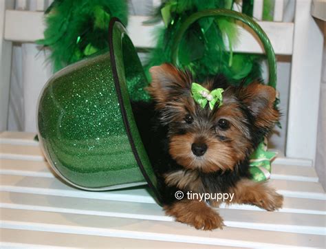 By now you already know that, whatever if you're still in two minds about puppy teacup and are thinking about choosing a similar product, aliexpress is a great place to compare prices and sellers. Photo Gallery of tinypuppy.com Teacup Yorkie Puppies ...