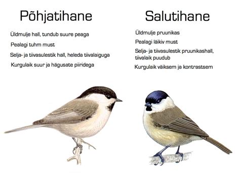Hier zitten een koolmees en een pimpelmees in het rozenstruikje te wachten tot. Rohe- vs Hallrähn | Labels