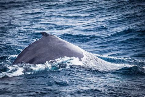 Why whale watching in Sydney is a good idea | Whale watching, Australia vacation, Whale watching 