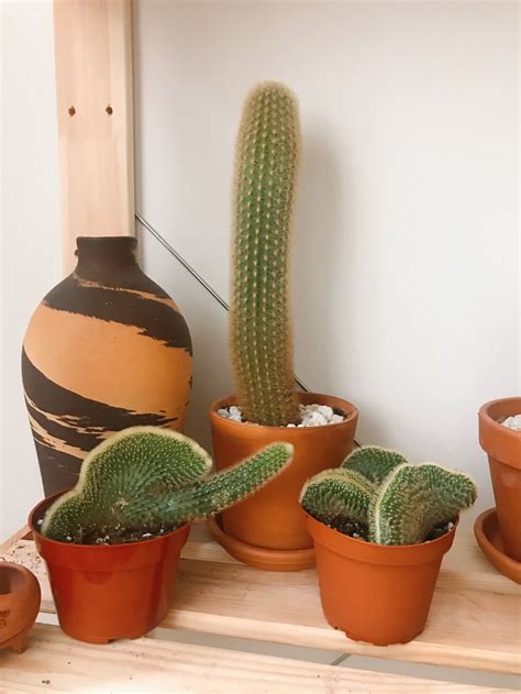 They are a perfect choice for a hanging basket in a sunny, still setting. How to care for Cleistocactus Winteri the Golden Rattail ...