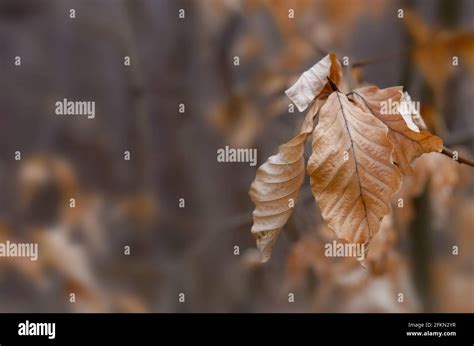 Leaves Wilted On Tree Hi Res Stock Photography And Images Alamy