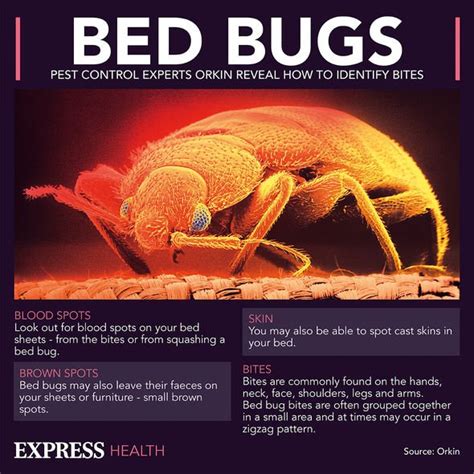 Bed Bugs The Cimex Lectularius Parasite May Be Hiding In Your House